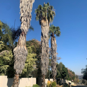 Palm tree clean up progress.