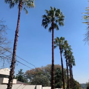 Palm tree clean up finished.