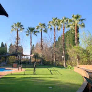 Palm tree clean up - view from client's garden.