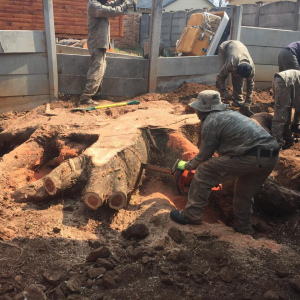 Preparing roots for specialised stump grinding on an extra large London Plane tree.