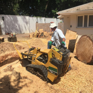 Getting our stump grind on on a huge oak!