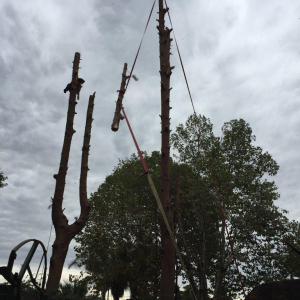 Carefully de-rigging branches using 4Ton webbing ropes.