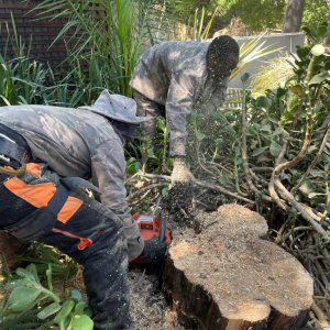 Preparing a tree stump for grinding and removal.