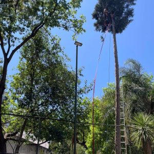 Tall trees need careful work.